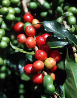 Кофе Папуа — Новая Гвинея
